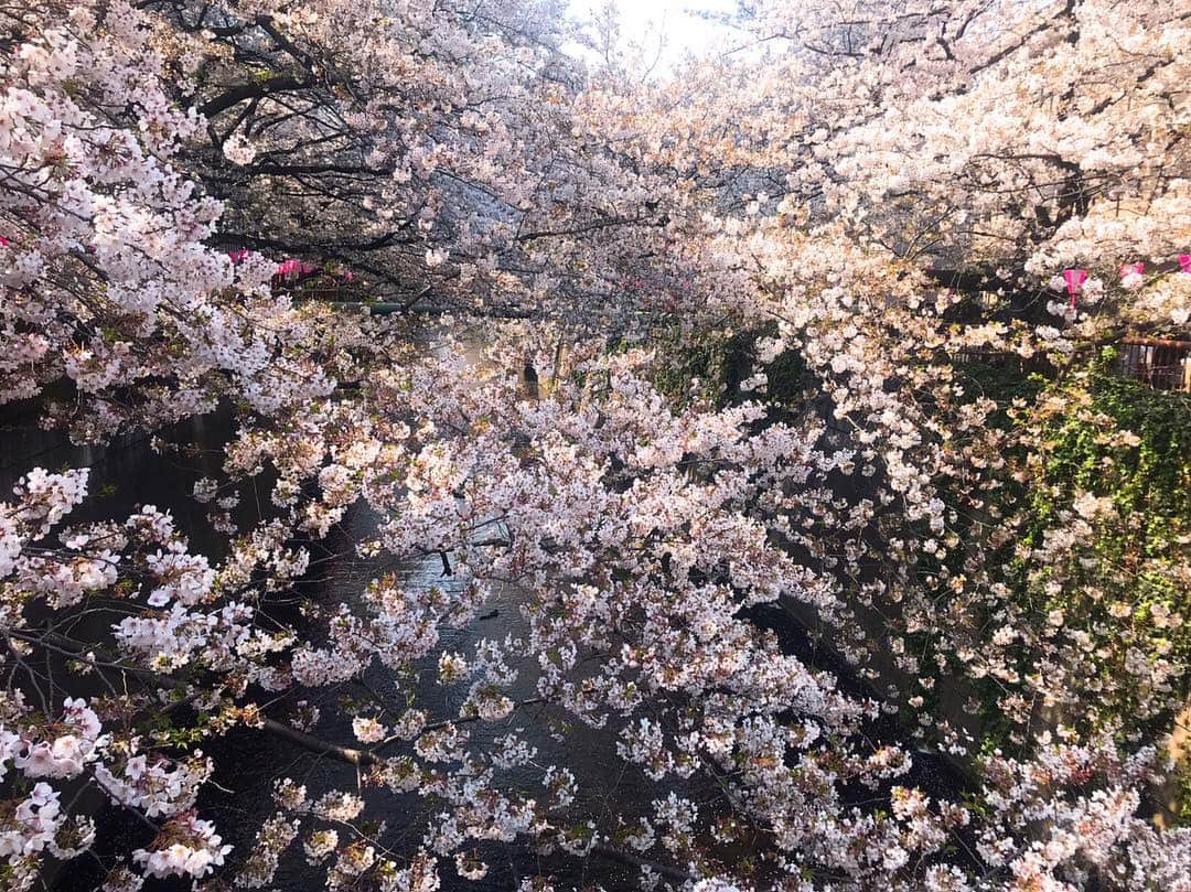 尾島早都樹のインスタグラム：「先日ちょこっとだけ横浜に帰りました！ といいつつ写真は #目黒川(笑) . コートがいらないくらいいいお天気だったので、 大学のダンス部の後輩と 川沿いをぷら〜〜っとお散歩👟🌸 . 動画まで作ってくれた可愛い後輩😭♡ .  #目黒川桜まつり #お花見日和 #🌸 #３歳差 #後輩の方がしっかりしてる」