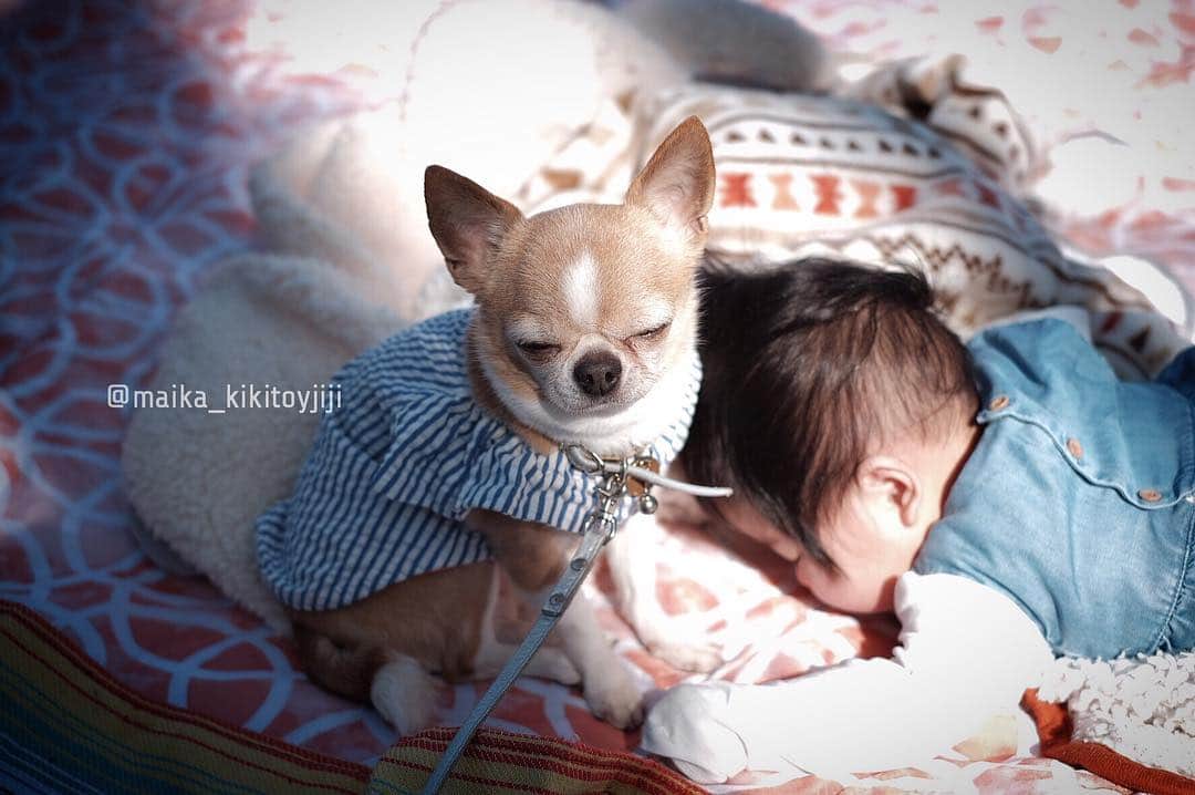 maika_kikitoyjijiさんのインスタグラム写真 - (maika_kikitoyjijiInstagram)「. Toy . 今日は代々木公園の #わんわんカーニバル 行って、 ピクニックもしてきました♡ . うちの双子ではなく、 友達のとこのベビさんに 添い寝してたトイくん😂 . やっぱり女の子は穏やかだね♡ . . #犬と子供 #子供と犬 #instakids #chihuahua #dog #チワワ #犬 #치와와 #weeklyfluff #ふわもこ部 #IGersJP #dogstagram #chihuahuaoftheday #fujifilm #fujifilm_xseries #今日もX日和 #ミラーレス #tokyocameraclub #東京カメラ部 #犬バカ部 #whim_fluffy #dog_features #dogsofinstagram #いぬすたぐらむ #犬と赤ちゃん #赤ちゃんと犬 #子育て #双子 #ママスタグラム」4月13日 22時06分 - maika_kikitoyjiji