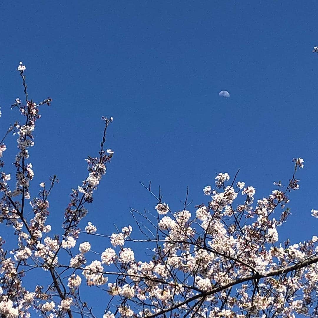 ハマカワフミエのインスタグラム：「moon&cherryblossom  今年も上を向いて歩かせてくれて ありがとう」
