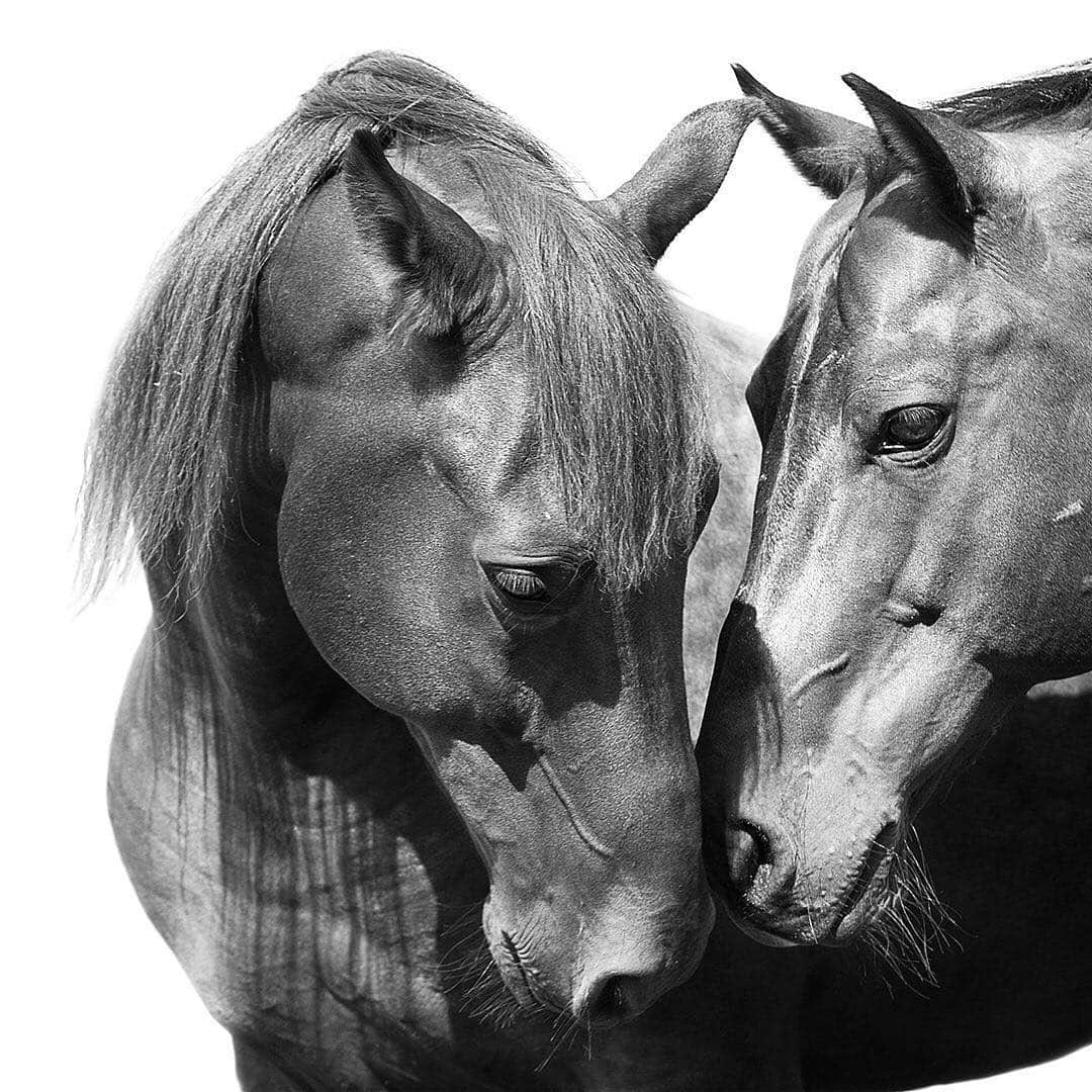 のインスタグラム：「“When I was nine, I started riding with my dad every Saturday. It was our way to connect. Riding is still an important part of my life.”—David Yurman • Read more about David’s lifelong love of horses in our World of Yurman story, available via our bio link. • #DavidYurman #DesignInspiration #EquestrianInspired」