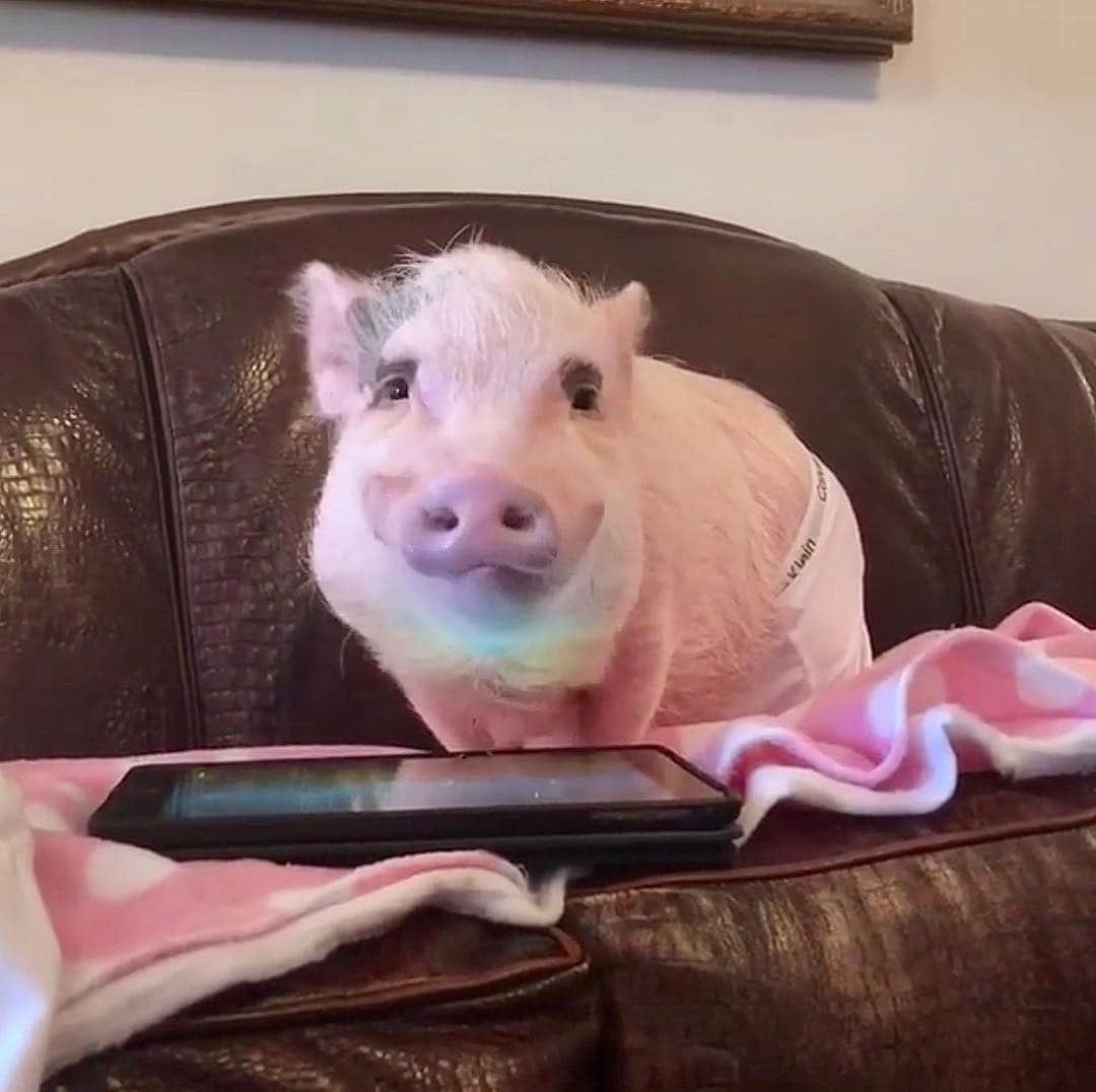 Priscilla and Poppletonさんのインスタグラム写真 - (Priscilla and PoppletonInstagram)「Silly Pop said Saturday mornings are for laying around in your underwear playing video games.🐷🎮 #gamer #calvinswine #lazypig #hoggingthecouch #SillyPop #PrissyandPop」4月13日 22時28分 - prissy_pig