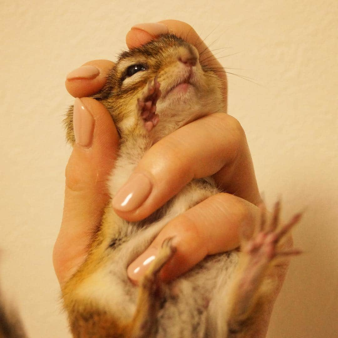 ビッケ & トッドさんのインスタグラム写真 - (ビッケ & トッドInstagram)「#Tod Oh no! I was caught by mom.I still want to play!  今度はママに捕まっちゃった〜！ 降参だよ！  ジョイフル本田ニューポートひたちなか店 #シマリス展ー小さな野性と暮らすー はいよいよ明日最終日です！入場料無料 シマリスグッズも発売中！ #まるっと小動物展 in広島も開催中 #chipmunk #シマリス #シマリス展」4月13日 22時36分 - bikke_the_chip