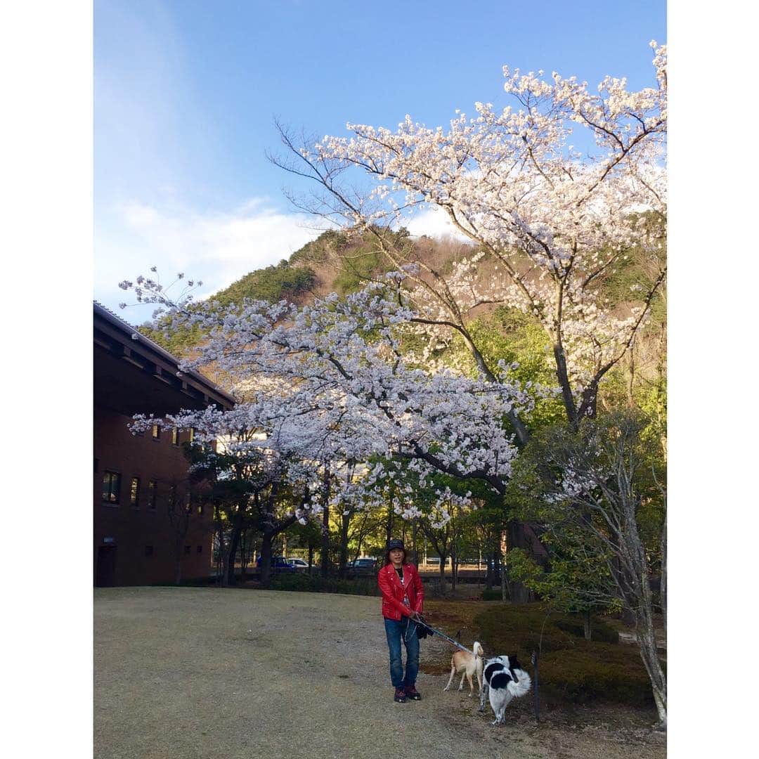 喜国雅彦＆国樹由香さんのインスタグラム写真 - (喜国雅彦＆国樹由香Instagram)「昨日は弾丸で福島へ。若冲展を観に行ったのです。すごく混んでいたけれど、東京の展覧会に比べスペースに余裕があり、楽しめました。桜が綺麗な広い庭で犬散歩も出来てよかった。この後で福島の友人たちと食事会を。ワイワイ愉快に過ごし、朝には東京に。いい休日でした（由）  #jakuchu #exhibition #art #awesome #fukushimaprefecturalmuseum #fukushima #japan #犬たち #ずっといい子だった #ほぼ車で待ってくれてた #きゅん #てする」4月13日 22時39分 - kunikikuni
