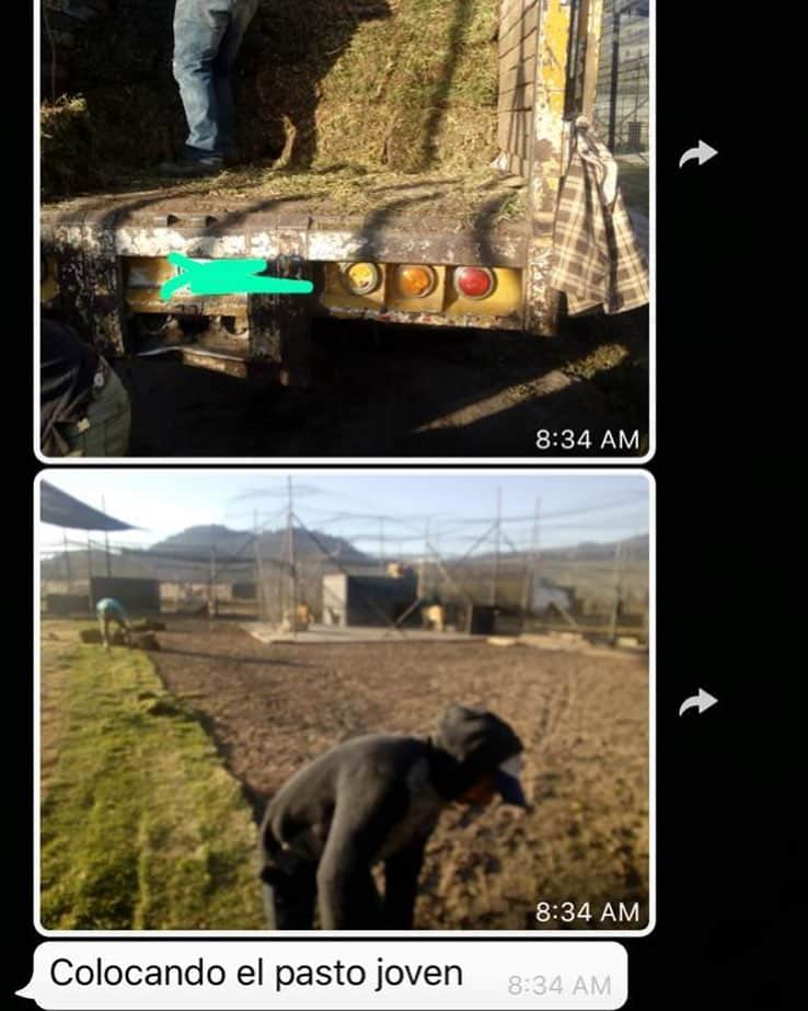 Black Jaguar-White Tiger さんのインスタグラム写真 - (Black Jaguar-White Tiger Instagram)「8:34 AM and The Juniper King is installing the grass on Lewis’ habitat. He is one of the best workers that I’ve seen in my life. I Love The Juniper King... #Stage2bBJWT」4月13日 22時49分 - blackjaguarwhitetiger