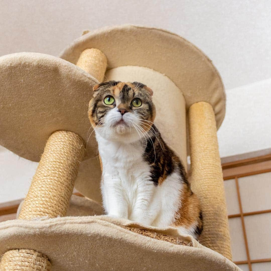 マアルさんのインスタグラム写真 - (マアルInstagram)「ひめちゃん🐈 #北海道 #ペットシッター #スコティッシュフォールド #scottishfold」4月13日 22時46分 - psmaaru