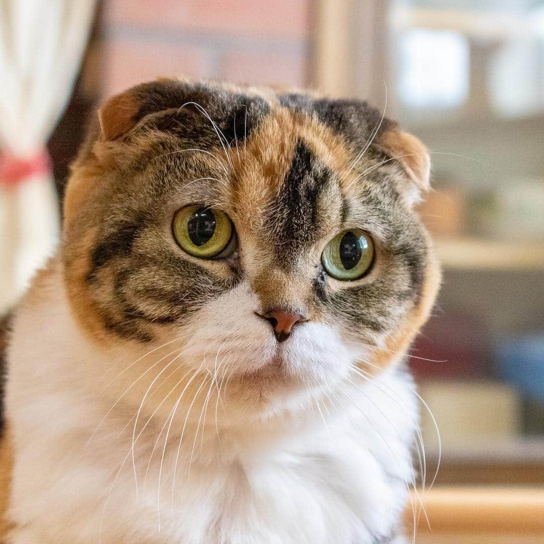 マアルのインスタグラム：「ひめちゃん🐈 #北海道 #ペットシッター #スコティッシュフォールド #scottishfold」
