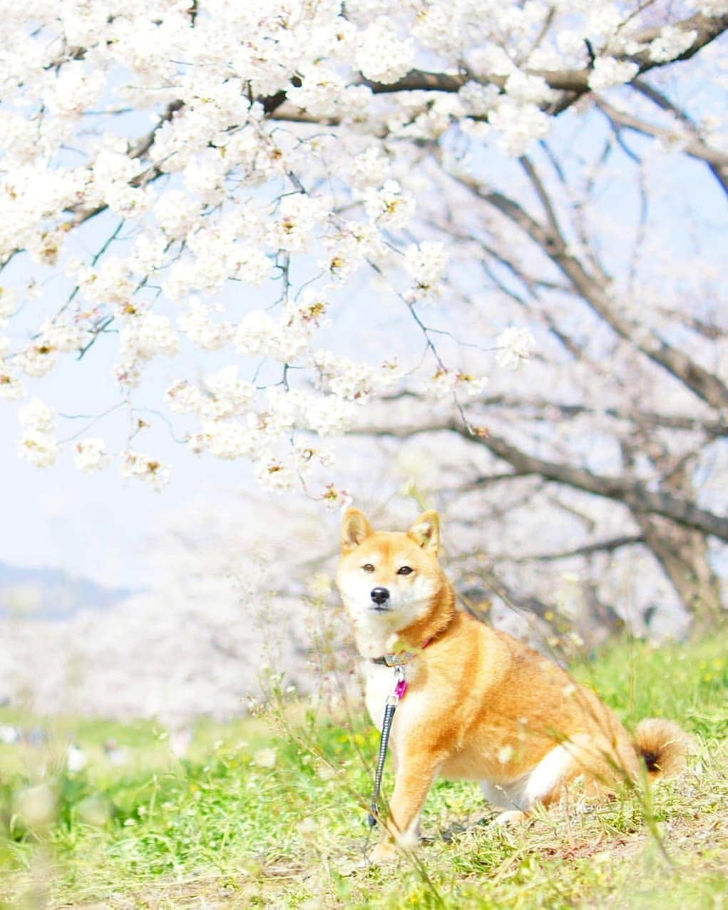 柴犬 ゆりのインスタグラム：「2019.4.13 今年も行ってきました#背割堤  台風被害の大きさを感じたけれど、 力強く美しく咲いていました🌸✨ ・ Location：京都府（2019.4.6撮影）  #背割堤_サクラ_未来に #やわふぉと #桜 #風景 #柴犬 #犬 #cherryblossom #shibainu #shibastagram #dog #dogstagram #dogsofinstaworld #as_archive #bestjapanpics #japan_daytime_view #japan_of_insta #team_jp_ #tokyocameraclub #visitjapanjp #instagramjapan #igersjp #west_dog_japan #pecoいぬ部 #flowers #scenery #landscape #ビューティープロコンテスト」