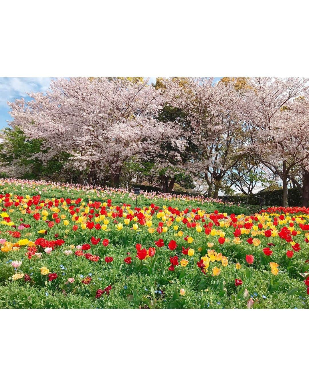 沢井里奈さんのインスタグラム写真 - (沢井里奈Instagram)「♡ . なばなの里🌷✨ . 思ったよりも桜が咲いてて よかった🌸🌸🌸 . お花癒されるから好き☺️💓💓 . #tulip #cherryblossom #nagashima #japan #lerevevaniller #ootd #coordinate #fashion #outing #travel #instatravel #instagood #instagramjapan #japanesegirl #girls #なばなの里 #チューリップ畑 #チューリップ #桜 #さくら #三重県 #長島 #さわーおでかけ」4月13日 22時52分 - sawairina