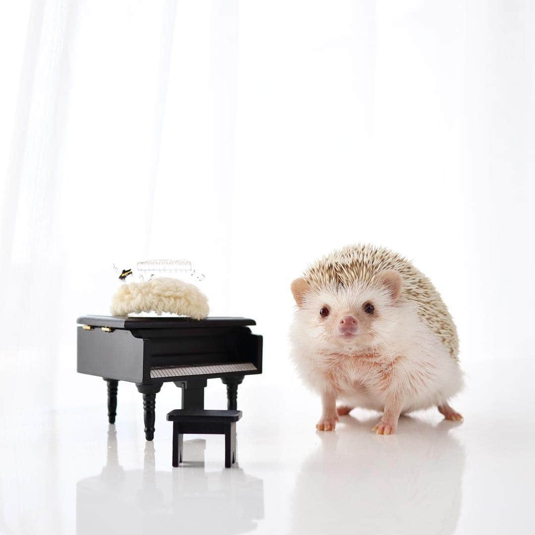 ダーシーさんのインスタグラム写真 - (ダーシーInstagram)「My name is Chopin, not Bach🦔🎹🎼✨ ・ ・ ・ #なりきりショパン バッハじゃないよショパンだよ🦔✨ ずっと撮りたかったピアノ写真がやっと撮れました😊🦔🎹 バッハヅラは#にこにこつんつん のお2人にお願いして、特別に作っていただきました👏🏻✨ @chie0825 さん @kevin0v0shiratama さん、ありがとうございます🙏🏻✨」4月13日 22時54分 - darcytheflyinghedgehog