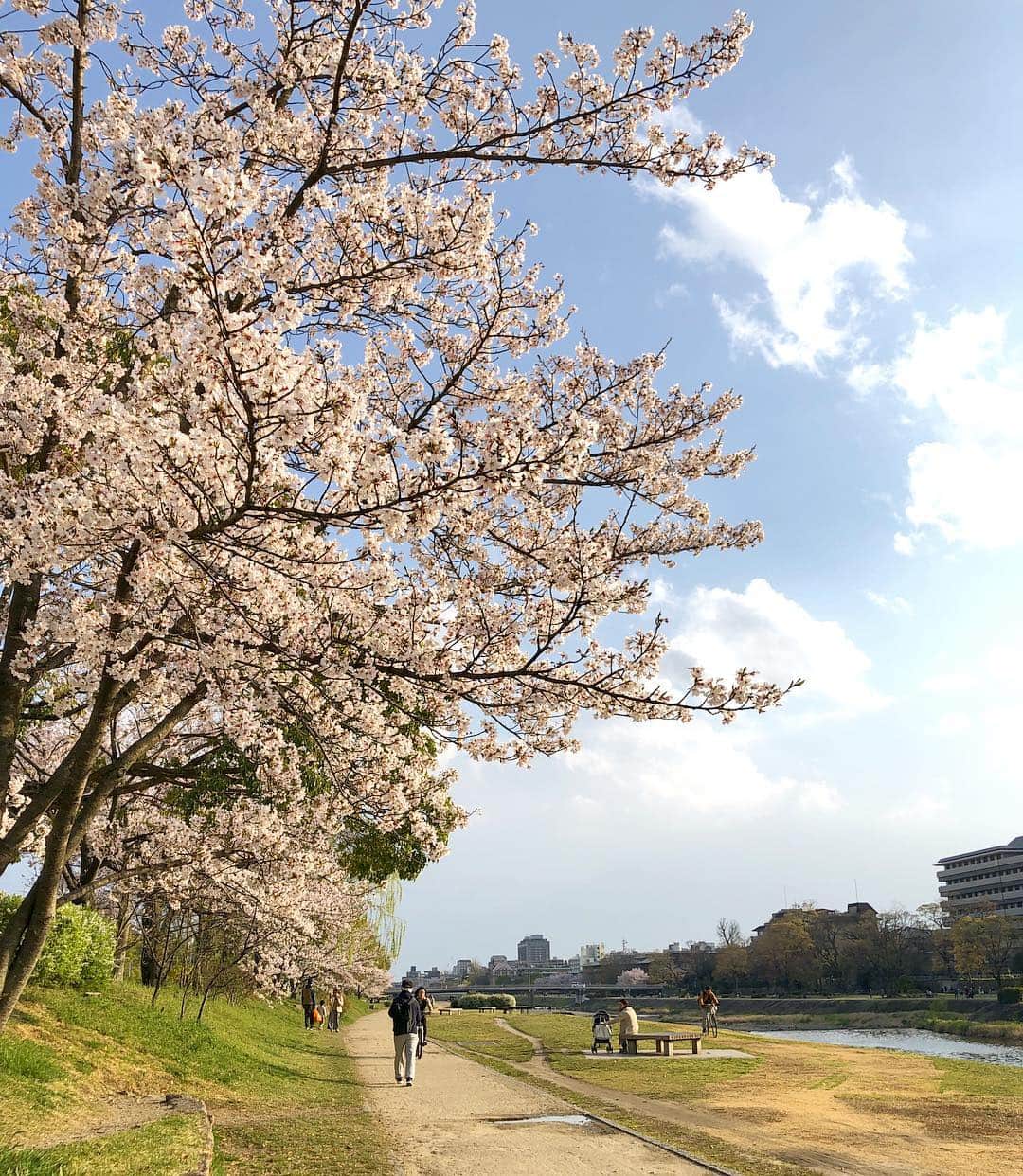 のインスタグラム：「14日の日曜日、13時よりopenいたします🍞あいにくの雨予報ですが、ぜひお越しくださいませ🎵（写真は先週の桜が見頃だった鴨川河川敷より🌸）」