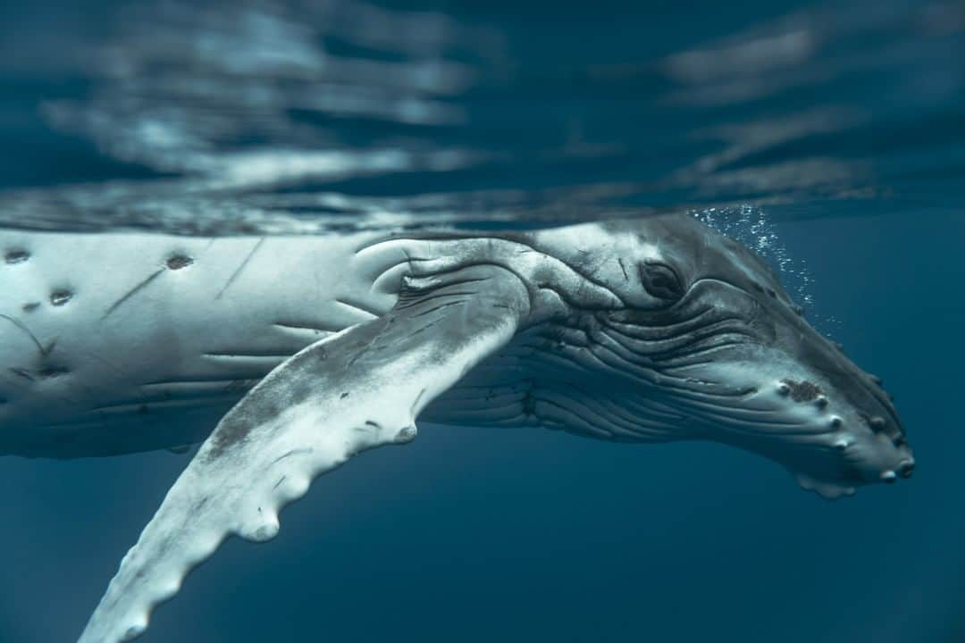 ライカさんのインスタグラム写真 - (ライカInstagram)「A humpback whale catches a glimpse of underwater specialist Matt Draper (@mattdraperphotography) and his Leica M10. Keep your eyes pealed for Matt's upcoming series on Great White sharks shot exclusively with the Leica M10.  #LeicaCamera #Leica #🔴📷 #Leicagram #LeicaM10 #LeicaPhoto #LeicaPhotography #LeicaSociety #LeicaWorld #underwaterphoto #aquaticphotography #ShootLeicaPro #whalesofinstagram #humpbackwhale」4月13日 23時00分 - leica_camera