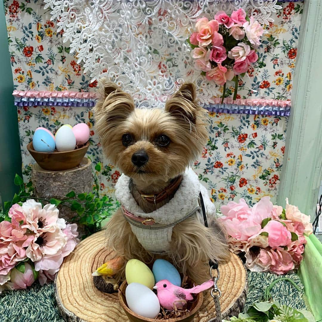 Rubyさんのインスタグラム写真 - (RubyInstagram)「ㅤㅤㅤㅤㅤㅤㅤㅤㅤㅤㅤㅤㅤㅤㅤ 🐶💬 I’ll let you take my pic, mom. ママ、写真撮ってよね。 ㅤㅤㅤㅤㅤㅤㅤㅤㅤㅤㅤㅤㅤㅤㅤ ㅤㅤㅤㅤㅤㅤㅤㅤㅤㅤㅤㅤㅤㅤㅤ フォトブース横でスタッフさんとお話ししていたら急にモゾモゾしだしたルビたん。写真を撮って欲しかったようです。視線の先はおやつ。撮り終わっても台から降りないって言い張るルビ子でした。 #yorkie #yorkshireterrier #ヨーキー #ヨークシャテリア」4月13日 23時02分 - ruby_the_yorkie