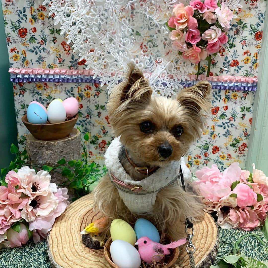 Rubyさんのインスタグラム写真 - (RubyInstagram)「ㅤㅤㅤㅤㅤㅤㅤㅤㅤㅤㅤㅤㅤㅤㅤ 🐶💬 I’ll let you take my pic, mom. ママ、写真撮ってよね。 ㅤㅤㅤㅤㅤㅤㅤㅤㅤㅤㅤㅤㅤㅤㅤ ㅤㅤㅤㅤㅤㅤㅤㅤㅤㅤㅤㅤㅤㅤㅤ フォトブース横でスタッフさんとお話ししていたら急にモゾモゾしだしたルビたん。写真を撮って欲しかったようです。視線の先はおやつ。撮り終わっても台から降りないって言い張るルビ子でした。 #yorkie #yorkshireterrier #ヨーキー #ヨークシャテリア」4月13日 23時02分 - ruby_the_yorkie