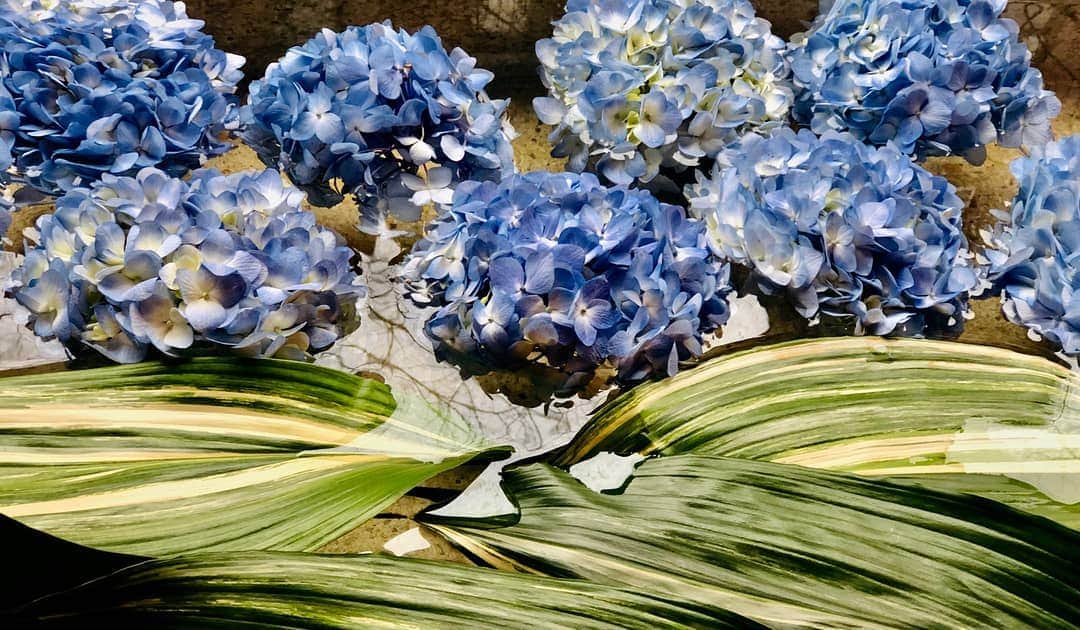 ミーアンドローさんのインスタグラム写真 - (ミーアンドローInstagram)「A parade of vibrant blue hydrangeas meet face to face with a room of cool and calm foliage, bordering each other in perfect harmony. 💙  #meandropond」4月13日 23時30分 - meandrojewelry