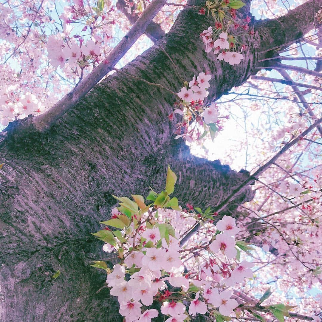 須田亜香里さんのインスタグラム写真 - (須田亜香里Instagram)「今年の春はわざと遠回りしてたくさん桜を見たよ！」4月13日 23時47分 - akarisuda