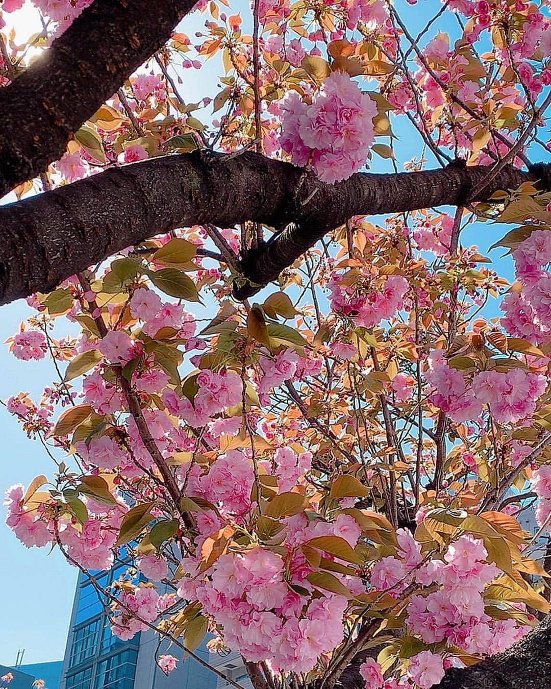 森藤恵美さんのインスタグラム写真 - (森藤恵美Instagram)「桜吹雪で、ものすごい勢いでおでこに桜の花びらが衝突してきた。 パチン！って音がした。 ちょっと痛かった。 🤦‍♀️」4月14日 0時07分 - emi_morifuji