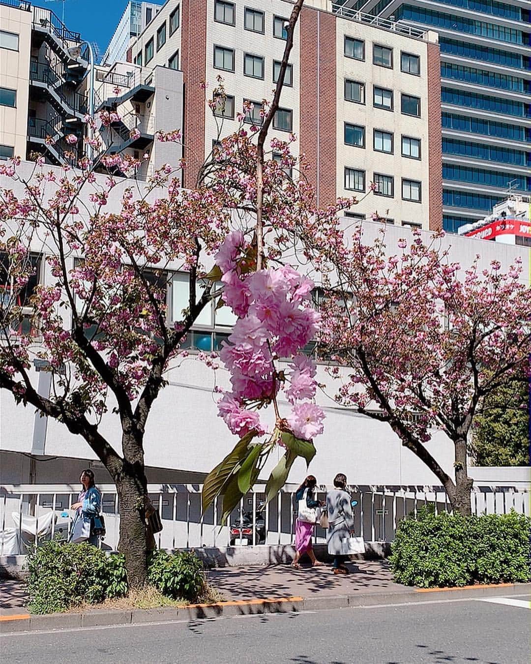 森藤恵美さんのインスタグラム写真 - (森藤恵美Instagram)「桜吹雪で、ものすごい勢いでおでこに桜の花びらが衝突してきた。 パチン！って音がした。 ちょっと痛かった。 🤦‍♀️」4月14日 0時07分 - emi_morifuji