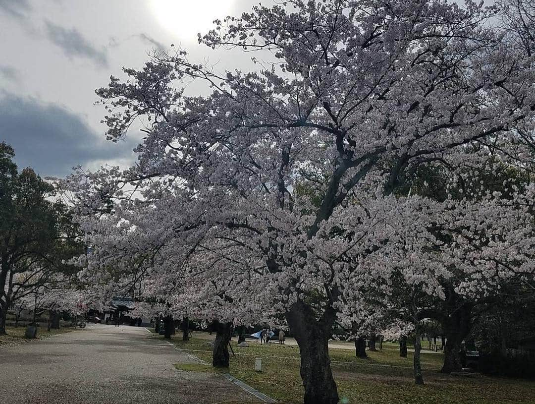 空さやかさんのインスタグラム写真 - (空さやかInstagram)「* 花の中でいちばん好きな🌸 明日の雨で散っちゃいそう。。 * 今年は3回しかお花見できなかったけど、そのうちの2回はピクニックできて子どもたちが喜んでくれたから満足💮 * * 娘に「桜は雨が降ると花びらが下に落ちてなくなっちゃうんだよ」って話すと少し驚いて哀しそうな顔をした。 「桜は花が咲いてるときがとっても短いの。だからいいんだよ♡また来年会えるね♡」って言うと、「そっかー♪」って笑ってくれた☺️ * * #cherryblossom  #桜 #bestofflowers  #お花見 #ピクニック #花を愛でる心 #幸せをくれるパワー #自然の力」4月14日 0時00分 - sky_sayaka