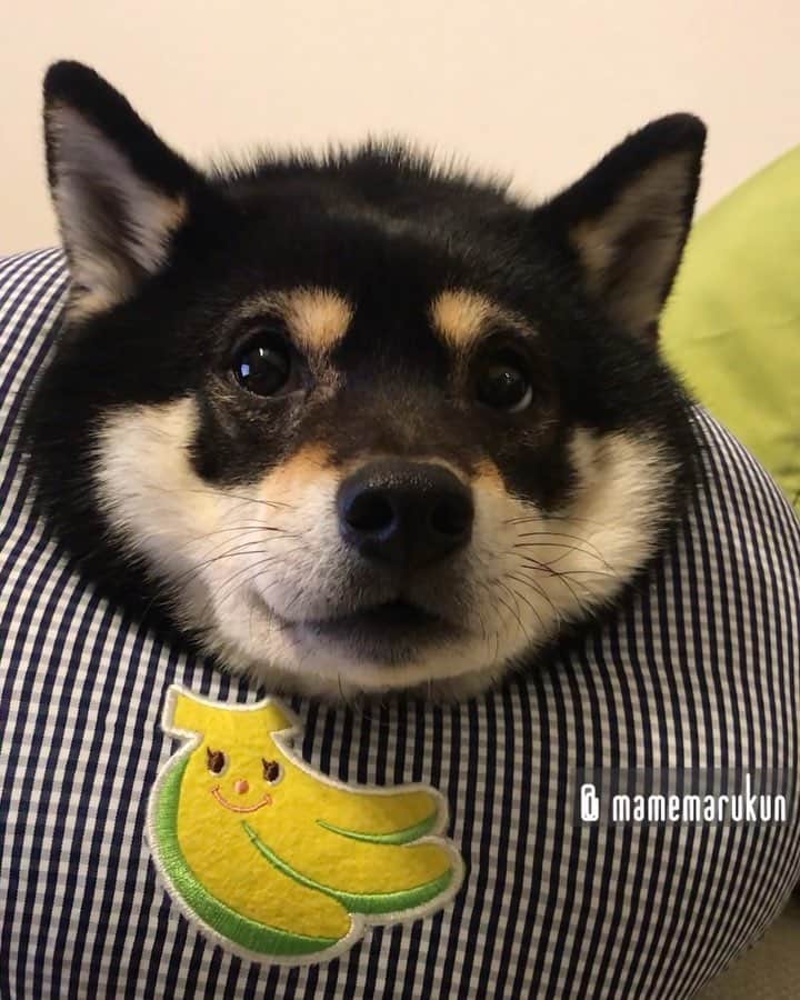 まめ丸のインスタグラム：「* * ナデナデとマッサージ🐶💓 あれ❓もうおわり…🐶❓ #バナナマン 🍌 * #あたまの毛は赤ちゃんみたいにやわらかいよ🍼 #この形のエリカラはマクラみたいですぐねむくなっちゃうんだよね🐶💦 よく質問があるバナナのエリカラはハイライトの楽天roomにのせたよ🐶💓 * #柴犬#豆柴#柴#黒柴#黒豆柴#犬#shiba#shibainu#shibastagram#shibadog#puppy#instadog#dogstagram#dog#mameshiba#instashiba#petstagram#pet#buzzfeedanimals#cute#cutedog#강아지#멍스타그램#doglover#worldofcutepets#roomインフルエンサー#楽天roomに載せてます」