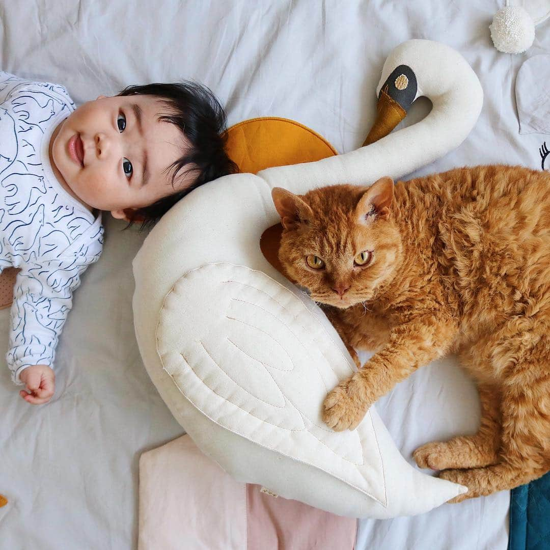 ギネス & ピムスさんのインスタグラム写真 - (ギネス & ピムスInstagram)「13/04/2019 Happy #Caturday ! ・ 3 brothers sharing the swan 🦢  Have a nice weekend! ・ ・ 白鳥さんをシェアする三兄弟。 首が長いので凪くんにも持ちやすく、 同じく首が長いので ピム丸のケリケリにも丁度いいらしい。笑 王子はほぼ絡まないけど、 可愛い顔をしてたので一緒に撮っただけ😂 それでは皆さま素敵な週末を♬ ・ ・ #ギネスくん #ピムスくん #ギネピムと凪くん  #4monthsold #生後4ヶ月 #babyboy #男の子ベビー #赤ちゃんのいる生活 #赤ちゃんのいる暮らし #赤ちゃんと猫」4月14日 0時04分 - rina_takei