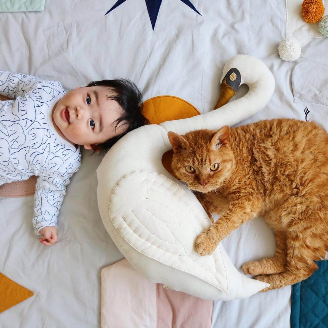 ギネス & ピムスのインスタグラム：「13/04/2019 Happy #Caturday ! ・ 3 brothers sharing the swan 🦢  Have a nice weekend! ・ ・ 白鳥さんをシェアする三兄弟。 首が長いので凪くんにも持ちやすく、 同じく首が長いので ピム丸のケリケリにも丁度いいらしい。笑 王子はほぼ絡まないけど、 可愛い顔をしてたので一緒に撮っただけ😂 それでは皆さま素敵な週末を♬ ・ ・ #ギネスくん #ピムスくん #ギネピムと凪くん  #4monthsold #生後4ヶ月 #babyboy #男の子ベビー #赤ちゃんのいる生活 #赤ちゃんのいる暮らし #赤ちゃんと猫」