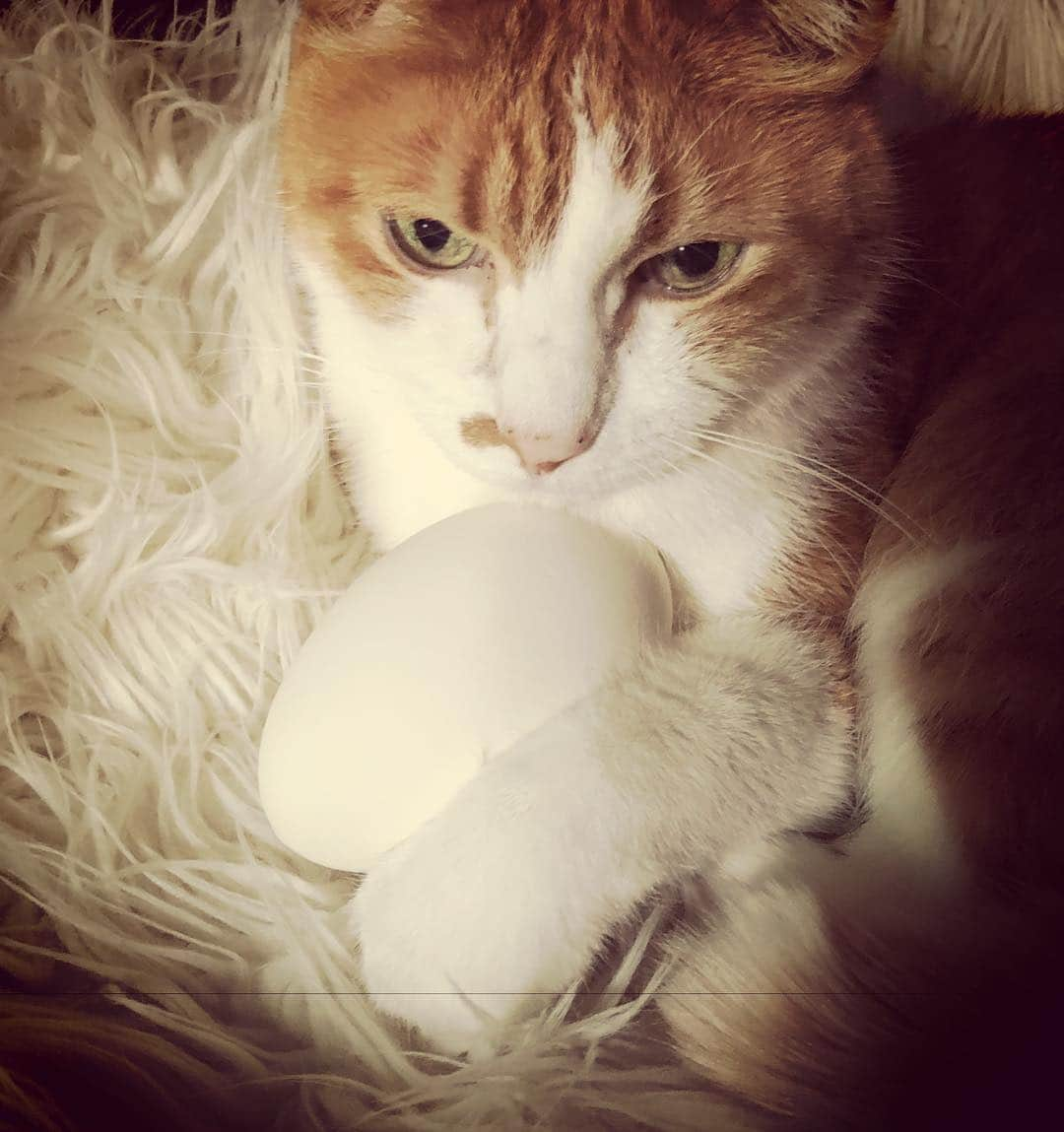 ヒグチユウコさんのインスタグラム写真 - (ヒグチユウコInstagram)「あたらしいしごと🥚🐈」4月14日 11時03分 - yukohiguchi3