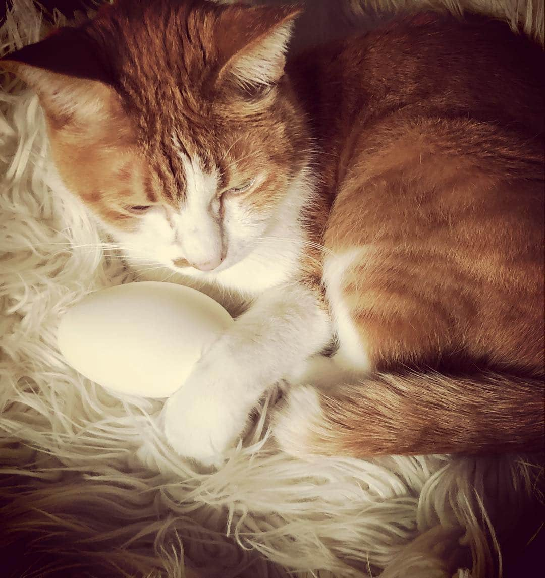 ヒグチユウコさんのインスタグラム写真 - (ヒグチユウコInstagram)「あたらしいしごと🥚🐈」4月14日 11時03分 - yukohiguchi3