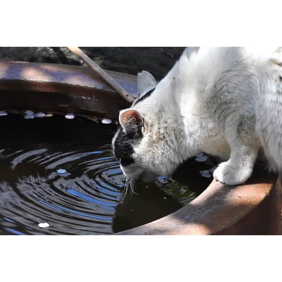中山美香さんのインスタグラム写真 - (中山美香Instagram)「猫と桜。 . . . #猫 #ねこ #cat #cats #chat #ilovecat #instacat #catlover #cute #catoftheday #cherryblossom  #catsofinstagram #catstagram #cats_of_instagram」4月14日 9時34分 - mika5nakayama