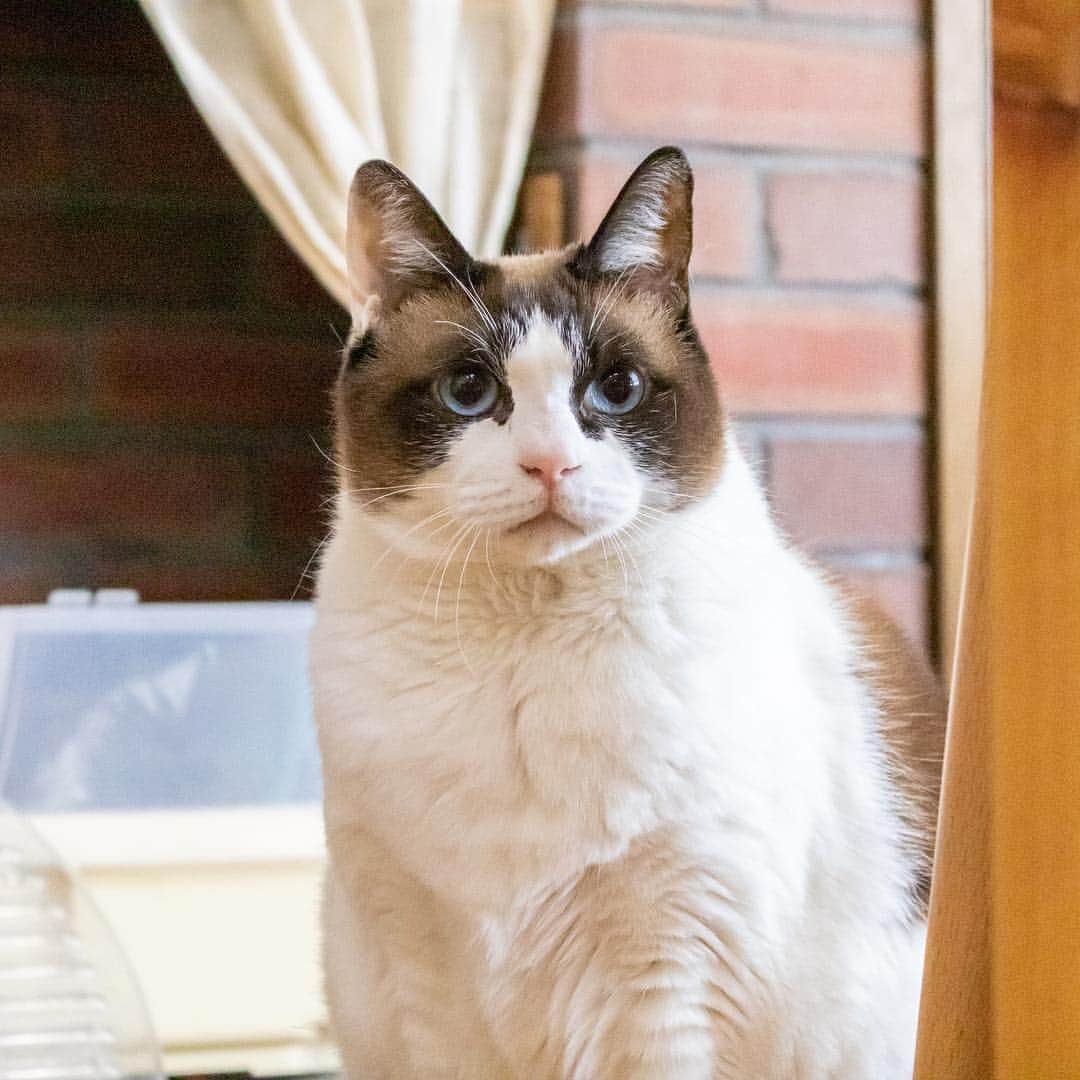 マアルのインスタグラム：「とろちゃん🐈 #北海道 #シッター #猫 #cat」
