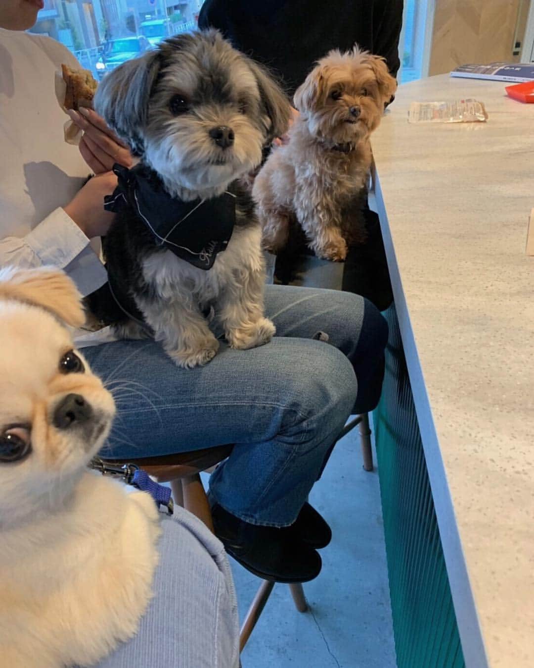 おもちくんのグルメインスタ