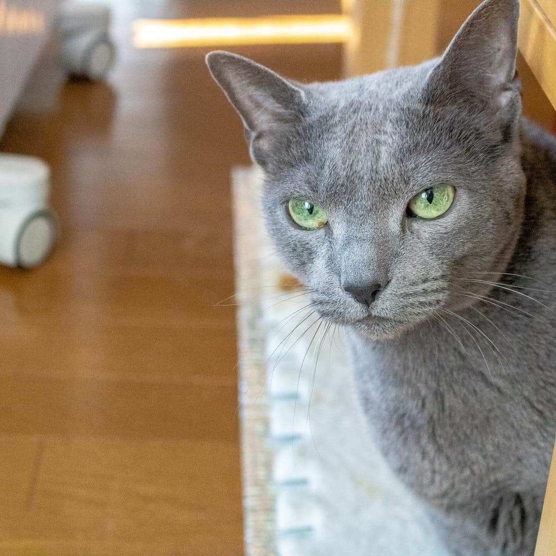 マアルさんのインスタグラム写真 - (マアルInstagram)「こるちゃん🐈 #北海道 #ペットシッター #ロシアンブルー #russianblue」4月14日 9時33分 - psmaaru