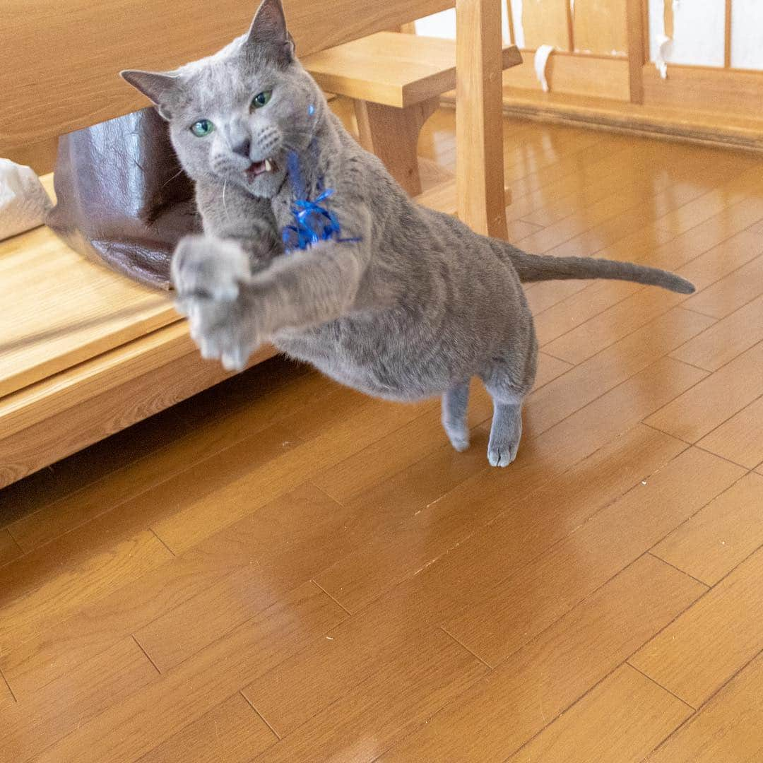 マアルさんのインスタグラム写真 - (マアルInstagram)「こるちゃん🐈 #北海道 #ペットシッター #ロシアンブルー #russianblue」4月14日 9時33分 - psmaaru