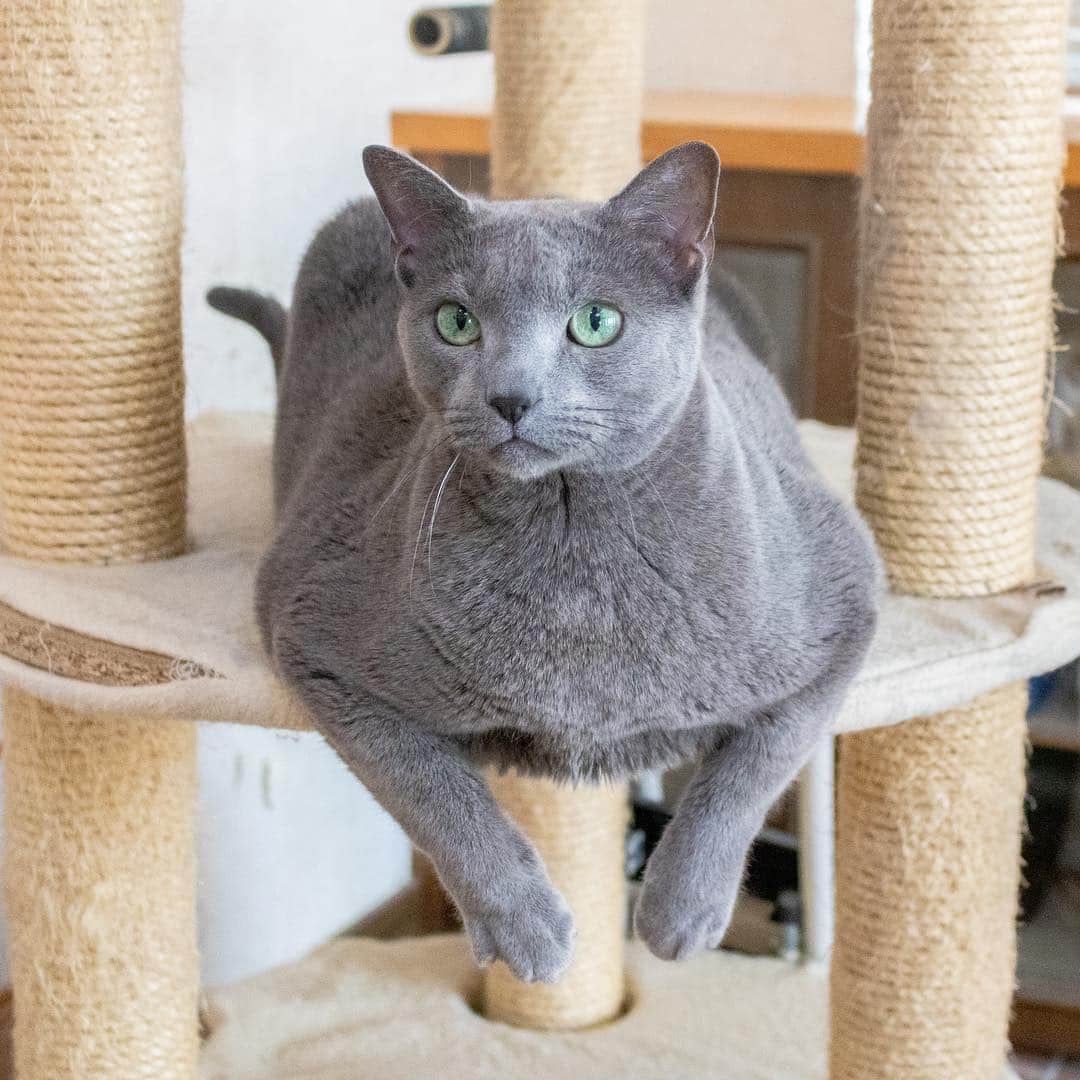 マアルのインスタグラム：「こるちゃん🐈 #北海道 #ペットシッター #ロシアンブルー #russianblue」
