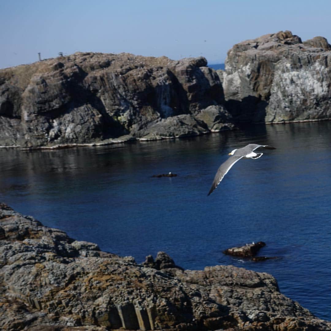いぶくろ聖志さんのインスタグラム写真 - (いぶくろ聖志Instagram)「島根の出雲の経島の海鳥  #camera #japan」4月14日 9時44分 - b.smpl