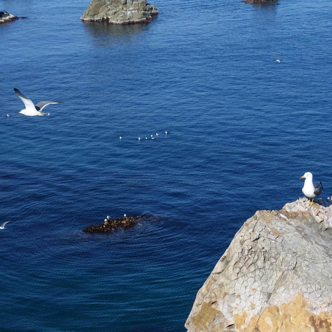 いぶくろ聖志さんのインスタグラム写真 - (いぶくろ聖志Instagram)「島根の出雲の経島の海鳥  #camera #japan」4月14日 9時44分 - b.smpl