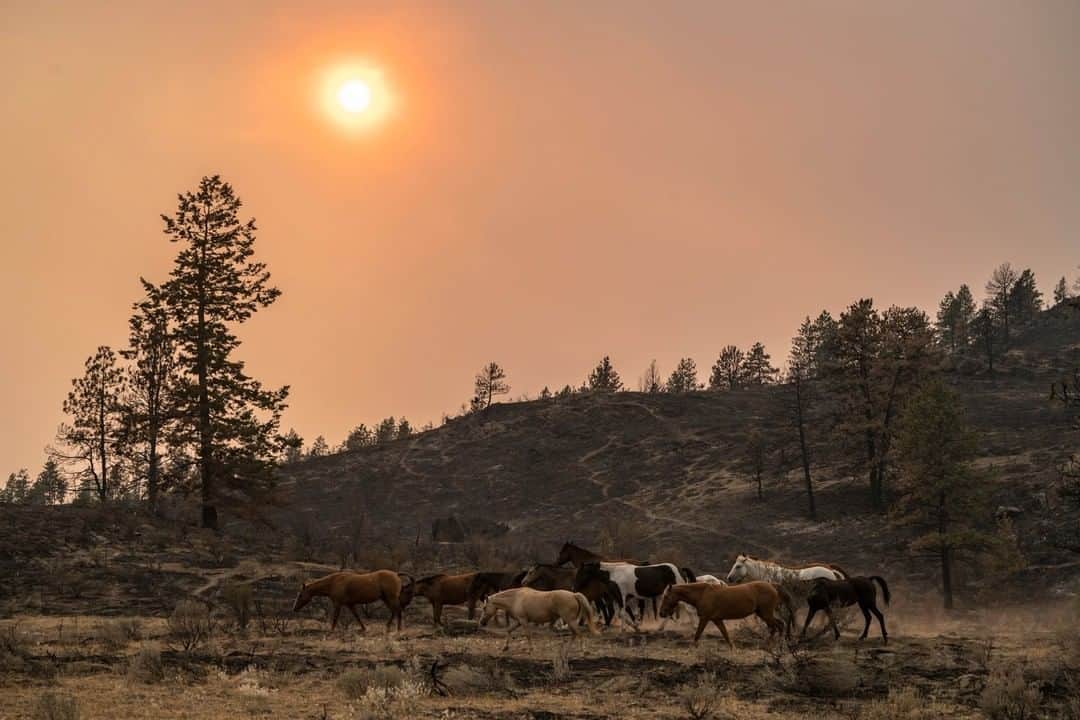 National Geographic Travelさんのインスタグラム写真 - (National Geographic TravelInstagram)「Photo by @CristinaMittermeier | Horses return to the charred landscape that was once a lush prairie, after surviving a forest fire that rapidly swept through these mountains in Washington State. The fire leaves behind an otherworldly and eerie landscape and a devastated ecosystem. Today, forest fires are increasingly common and amplified due a various of factors including higher temperatures and increased drought, which can be attributed to climate change. #FollowMe at @CristinaMittermeier for more photos and stories from around the world. #horses #forestfire #climatechange #ecosystem」4月14日 10時01分 - natgeotravel