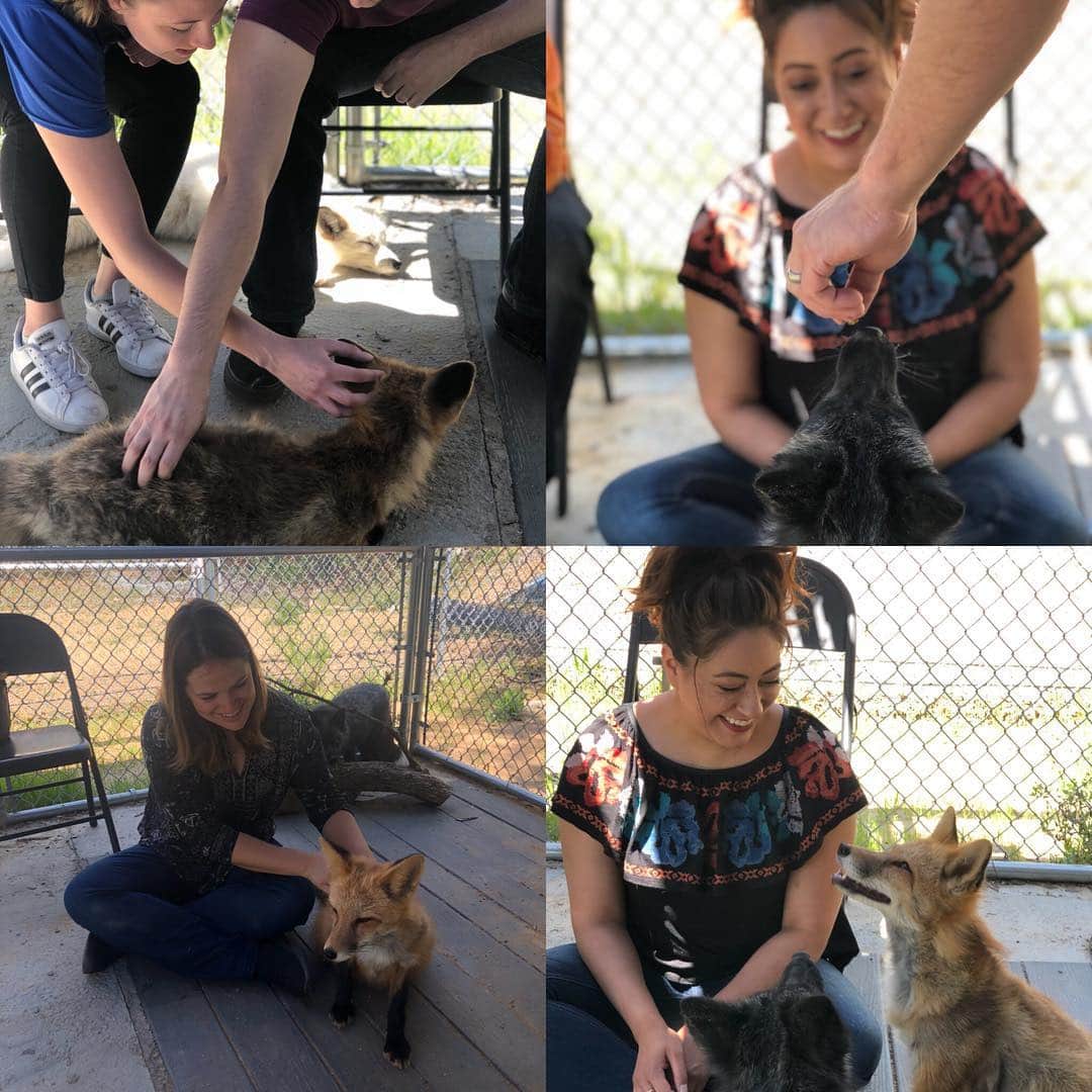 のインスタグラム：「Encounter Saturday!!! We had another amazing day of private foxy encounters at the center today!! Viktor was a complete ham, of course!!! I think we need to start a Viktor #fanclub... or at least he thinks so... . Today was all about the pink pig!! A new toy they got this morning that had Viktor all super excited!!! He didn’t want anyone else to have his sacred pink pig!! Even #toymaster #mikhail could not have it!! . #maksa is way too refined to play around in such nonsense and basically ignored them... . We will@be opening a few more@spots for June!!! So keep checking the website for available dates! . #viktor #foxencounter #animalencounters #foxy #foxlove #fox #foxesofig #foxesofinstagram #rescueafox #saveafox #loveafox #loveviktor #ilovefoxes #jabcecc #encounters #conservation #newfriends」