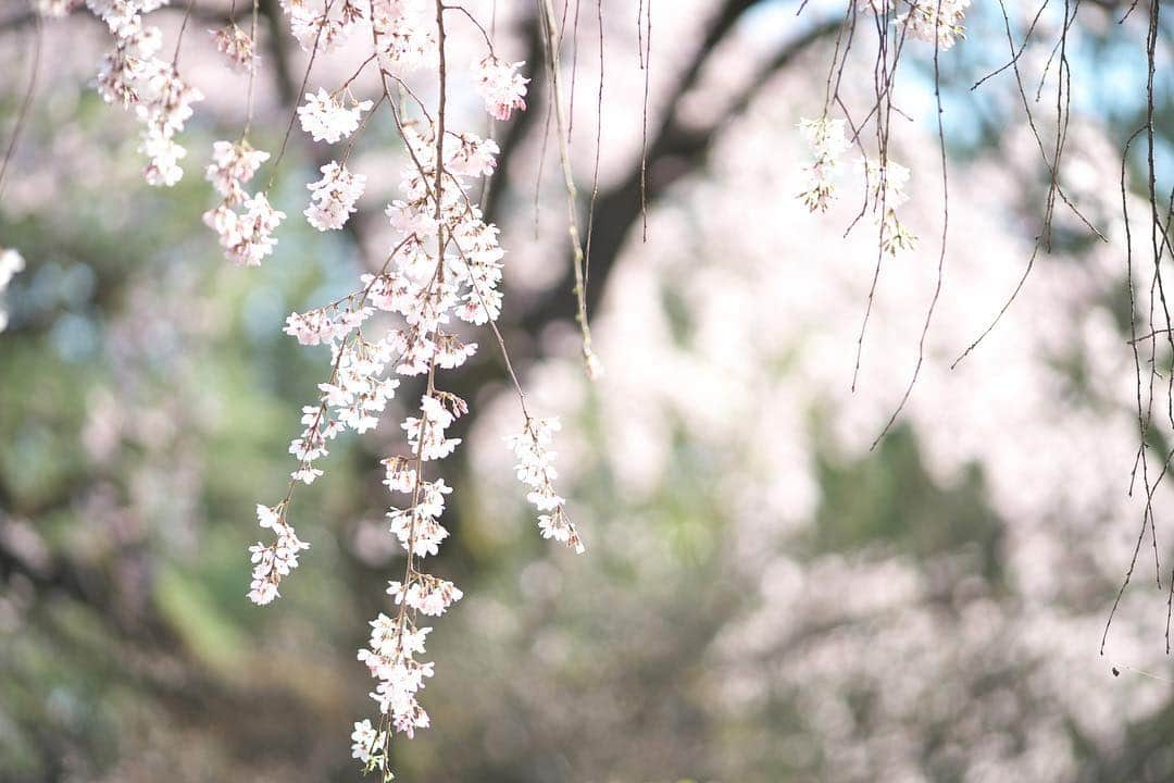 kiccyomuさんのインスタグラム写真 - (kiccyomuInstagram)「☁️ 2019.04.14 Sun * #枝垂れ桜 * お天気が西から下り坂？ 桜もそろそろ終盤ですかね…関東😅 今日も元気に🤗  location #埼玉 #川越 撮影 3月24日 #中院」4月14日 10時06分 - kiccyomu