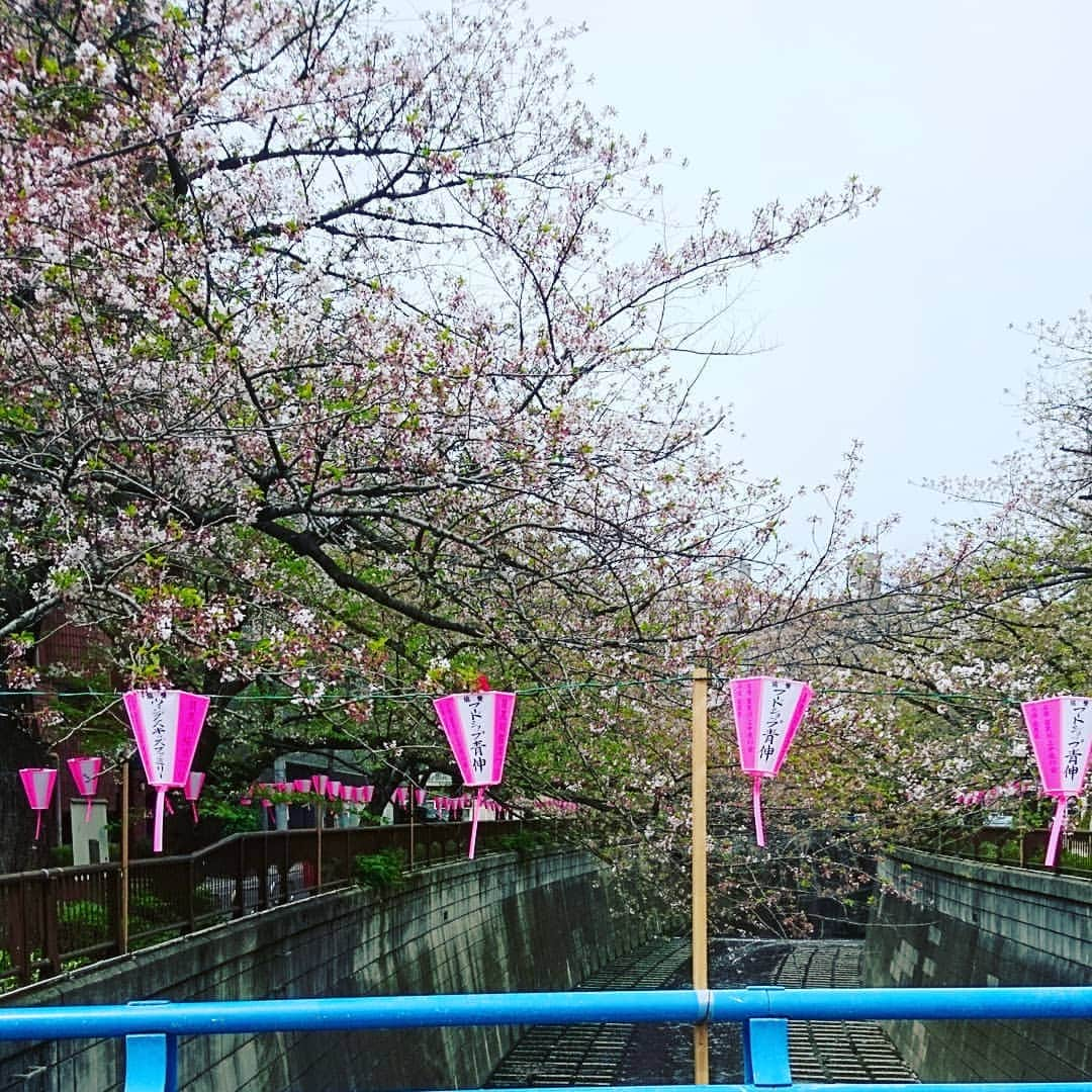 鈴木おさむさんのインスタグラム写真 - (鈴木おさむInstagram)「また来年！桜、、、」4月14日 10時20分 - osamuchan_suzuki