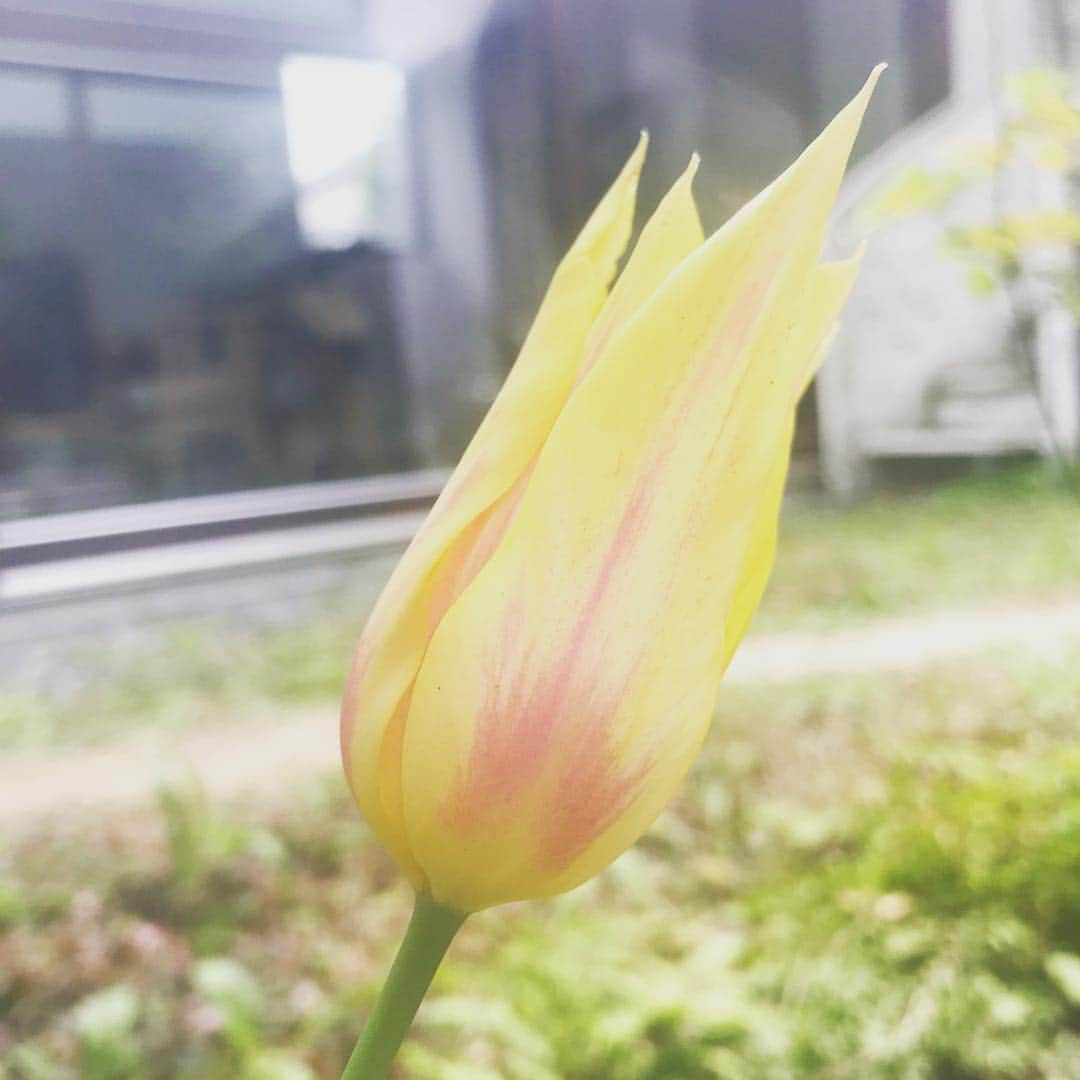 CHARAさんのインスタグラム写真 - (CHARAInstagram)「チューリップ咲いた」4月14日 10時33分 - chara_official_