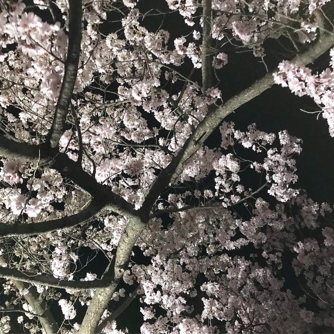 山田稔明さんのインスタグラム写真 - (山田稔明Instagram)「昨日のうちに松本にイン。桜満開を堪能する旅。」4月14日 10時43分 - toshiakiyamada