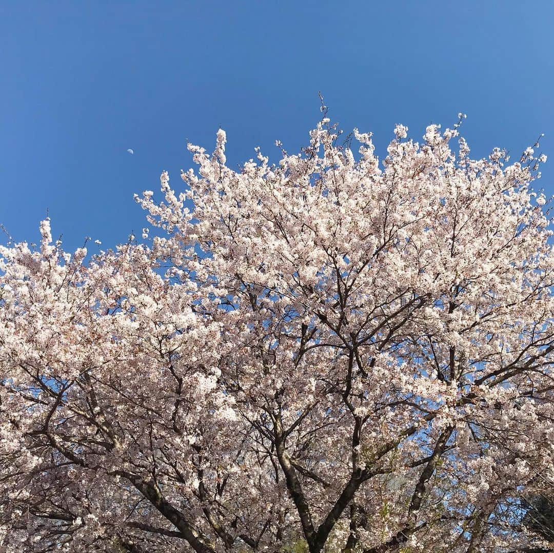 山田稔明さんのインスタグラム写真 - (山田稔明Instagram)「昨日のうちに松本にイン。桜満開を堪能する旅。」4月14日 10時43分 - toshiakiyamada