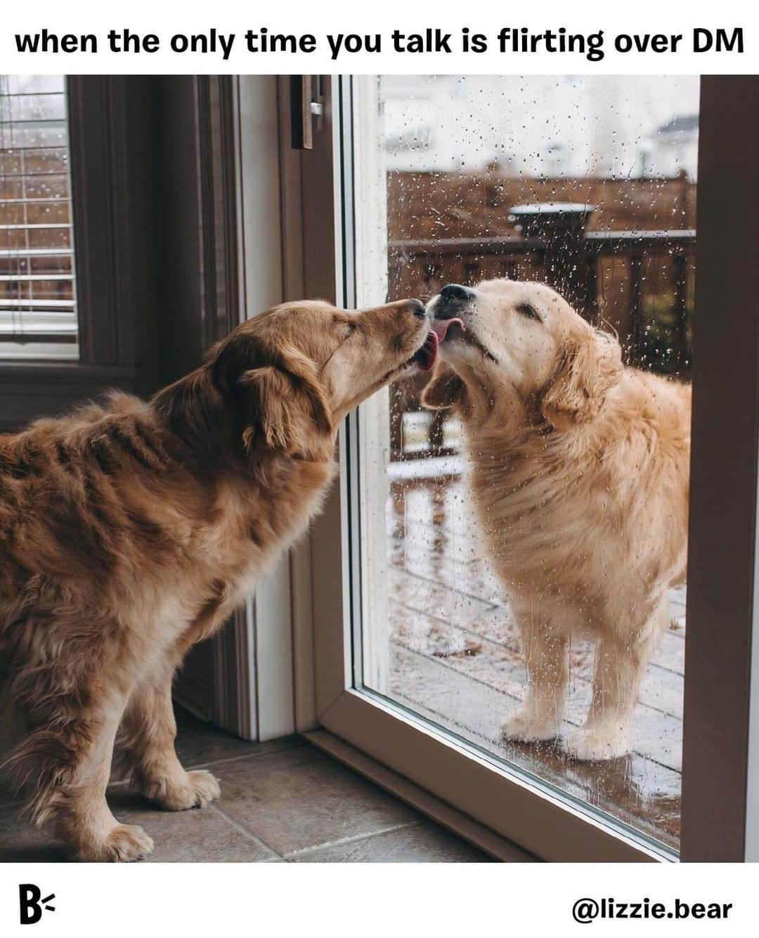 BarkBoxさんのインスタグラム写真 - (BarkBoxInstagram)「two posters, alike in dignity, separated by their screens. @lizzie.bear」4月14日 2時00分 - barkbox