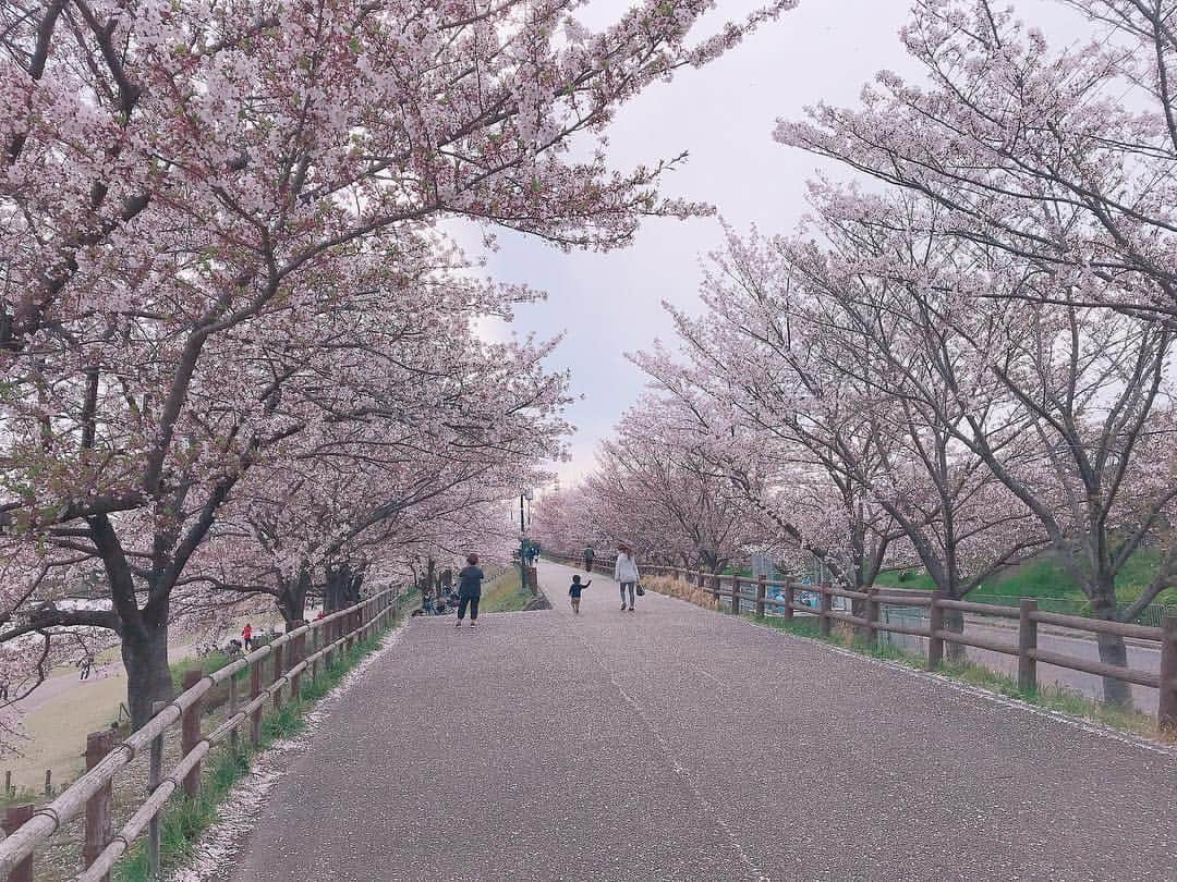 小嶋晶子さんのインスタグラム写真 - (小嶋晶子Instagram)「Cherry blossoms are in full bloom.🌸 #桜 #桜散歩 #🌸 #osaka #japan」4月14日 1時56分 - kojimamajiko