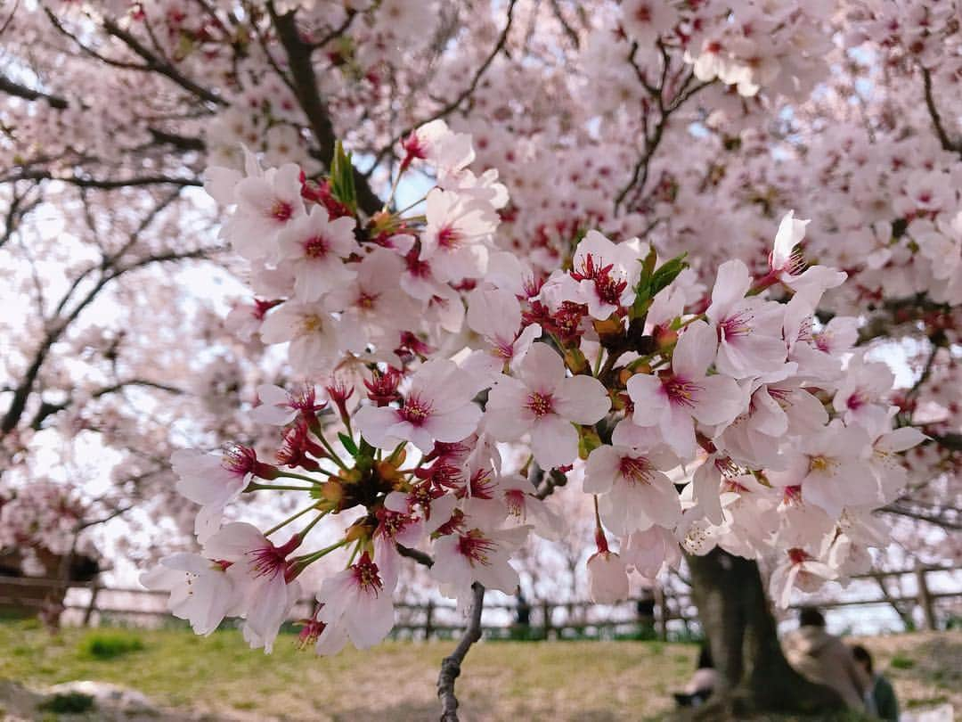 小嶋晶子さんのインスタグラム写真 - (小嶋晶子Instagram)「Cherry blossoms are in full bloom.🌸 #桜 #桜散歩 #🌸 #osaka #japan」4月14日 1時56分 - kojimamajiko