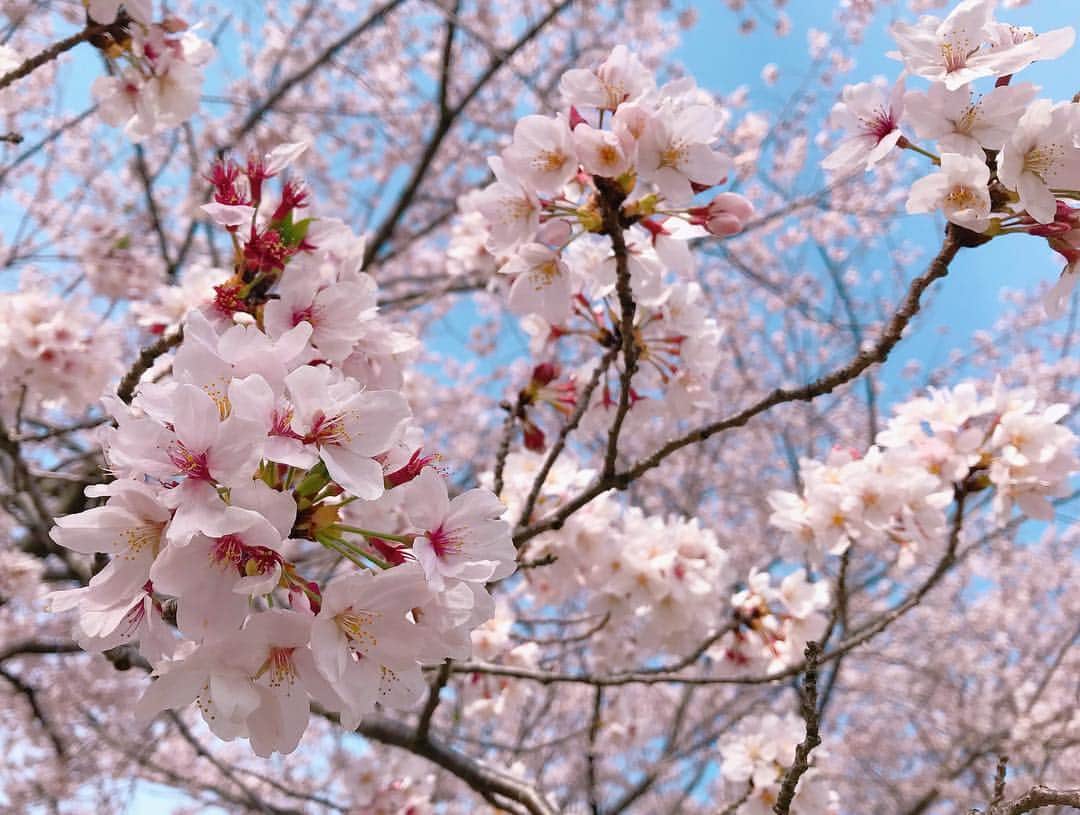 小嶋晶子さんのインスタグラム写真 - (小嶋晶子Instagram)「Cherry blossoms are in full bloom.🌸 #桜 #桜散歩 #🌸 #osaka #japan」4月14日 1時56分 - kojimamajiko