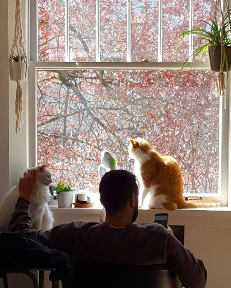 リー・マジャブさんのインスタグラム写真 - (リー・マジャブInstagram)「They call me, "The Cat Whisperer". Love these two so much. Always keeping me company... whether I want it or not. ♡  Thank you Cinema & Jack Jack!  #Cats #Kitties #Love #Multitasking #TheyAlwaysGetWhatTheyWant」4月14日 1時58分 - leemajdoub