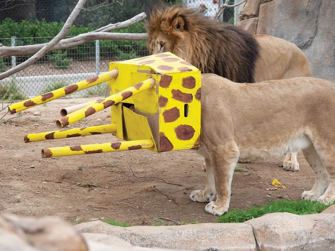 San Diego Zooさんのインスタグラム写真 - (San Diego ZooInstagram)「Caption this. 🦁 #captioncontest #caturday #bigcatsofinstagram#sandiegozoo」4月14日 2時00分 - sandiegozoo