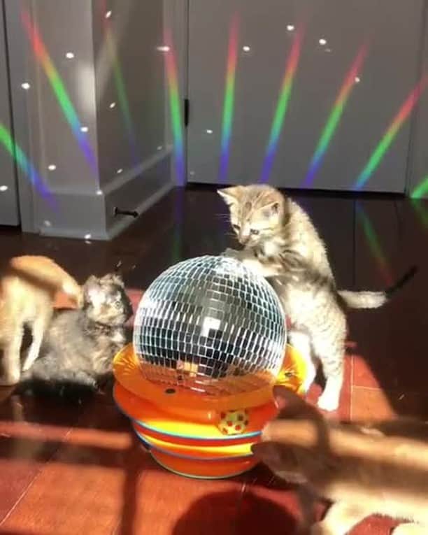 Aww Clubのインスタグラム