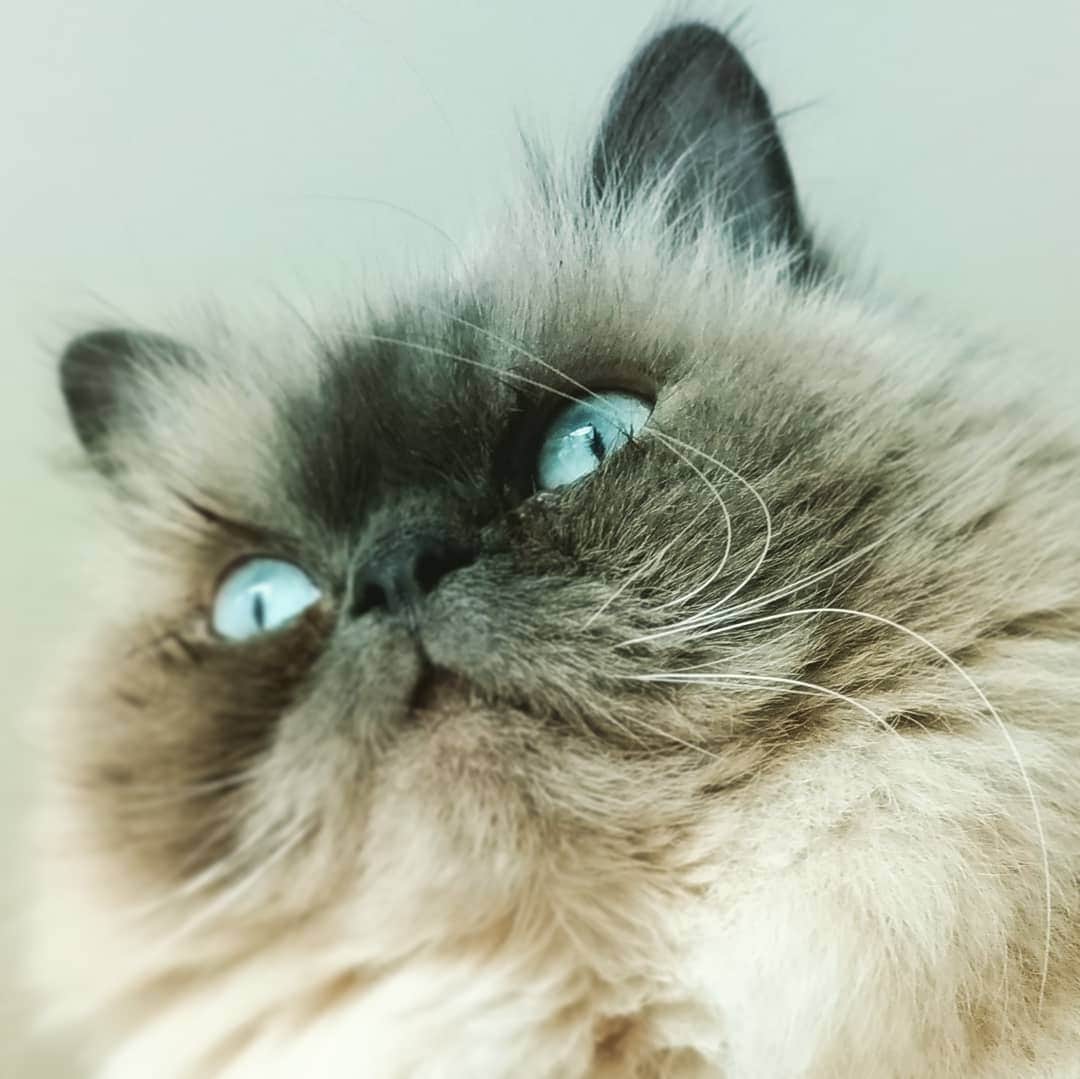 高口里純さんのインスタグラム写真 - (高口里純Instagram)「涙目ジルさん😖見つめる先になにが？！ #猫#ねこすたぐらむ #にゃんすたぐらむ #ヒマラヤン#ヒマラニャンズ  #cat#himalayancat #pet」4月14日 2時05分 - takaguchijay